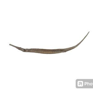 Dried Pipefish Dragonfish Bone Skeleton Specimen Oddities